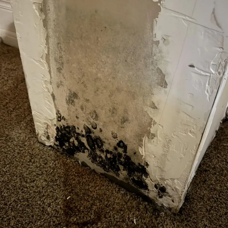Professional Mold Removal in Keene, TX